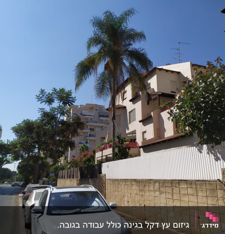 עץ דקל גבוה ליד בניין מגורים
